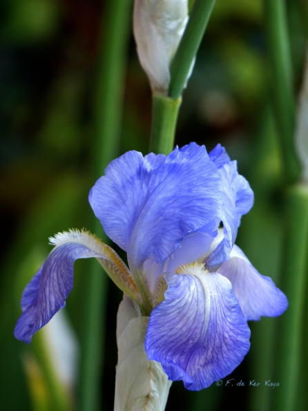 Iris
